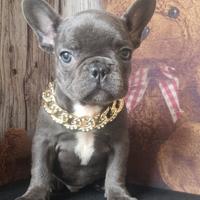 Bulldog francese blu esotico