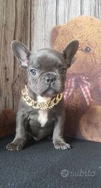 Bulldog francese blu esotico