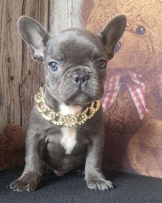 Bulldog francese blu esotico