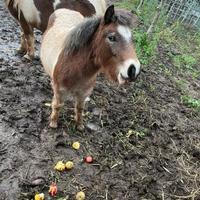 Puledro maschio super pony