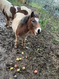 Puledro maschio super pony