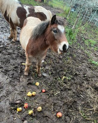 Puledro maschio super pony