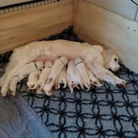 Cuccioli di Golden retriever
