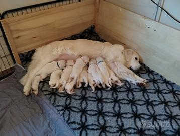 Cuccioli di Golden retriever