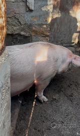 Scrofa gravida