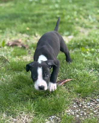 Cucciolo amstaff