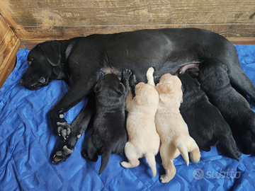 Cuccioli di labrador retriever