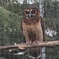 Allocchi bruni (Strix leptogrammica) rapaci