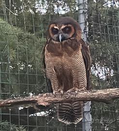 Allocchi bruni (Strix leptogrammica) rapaci