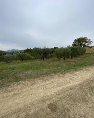 Uliveto a Lugnano in Teverina