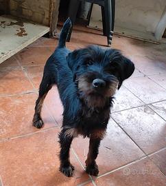 Jagd terrier