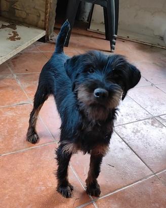 Jagd terrier
