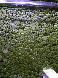 Lemna minor