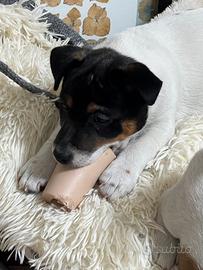 Jack Russell Terrier ultimo maschietto disponibile