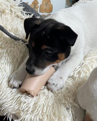 Jack Russell Terrier ultimo maschietto disponibile