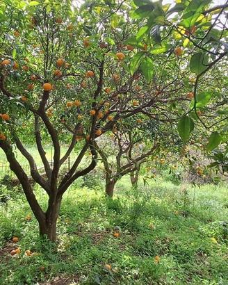 Rometta, funzionale terreno agricolo terrazzato