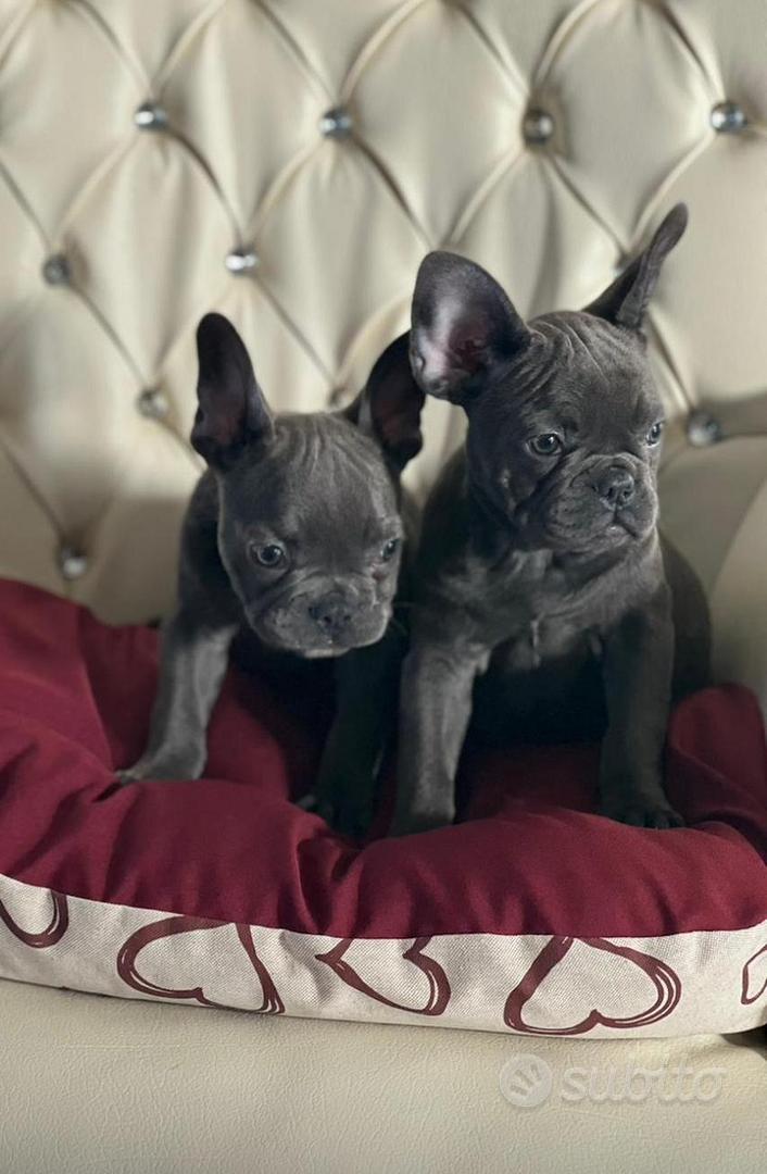 Bulldog francesi