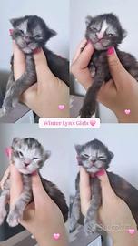 Cuccioli di Maine Coon