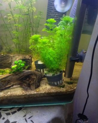 Piante acquatiche