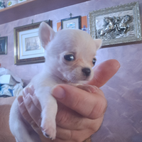 Chihuahua cuccioli