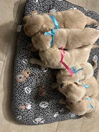 Cuccioli golden retriever