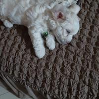 Cucciolo maltese nano di 2 mesi