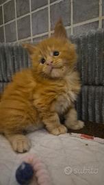 Cuccioli Maine Coon