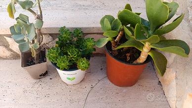 3 piante grasse