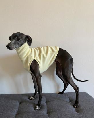 Cappotto maglione cane levriero italiano