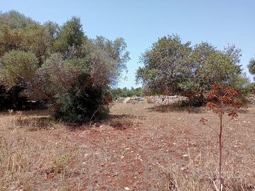Terreno con carrubi in C.da Guadagna Scicli-Modica