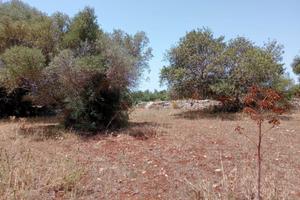 Terreno con carrubi in C.da Guadagna Scicli-Modica