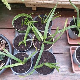Vasi piante aloe vera