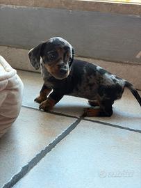 Cucciola Bassotto Arlecchino Kaninchen