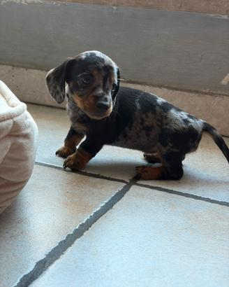 Cucciola Bassotto Arlecchino Kaninchen