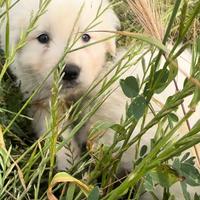 Cuccioli di Asia centrale e pastore maremmano