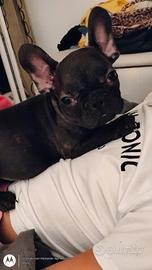 Cuccioli bulldog francese maschio