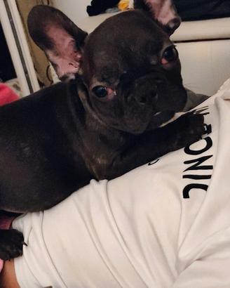 Cuccioli bulldog francese maschio