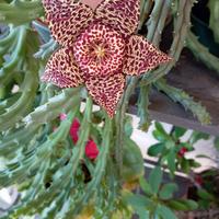 stapelia, piante grasse 