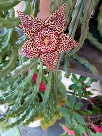 stapelia, piante grasse 