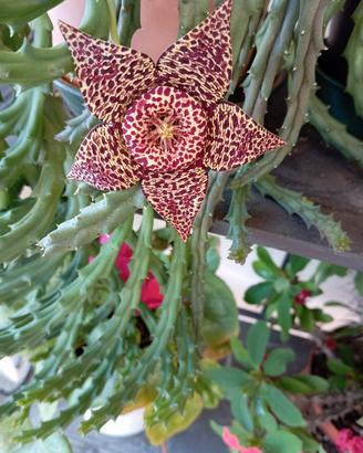 stapelia, piante grasse 