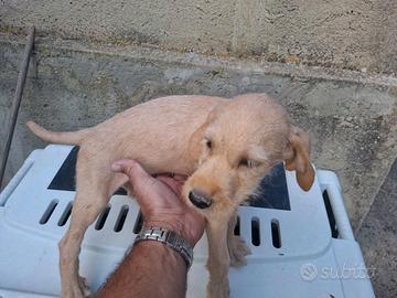Cuccioli segugio maremmano
