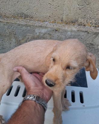 Cuccioli segugio maremmano