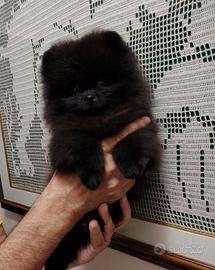 Spitz tedesco nano pomerania