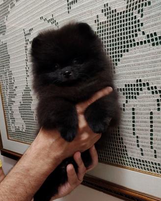 Spitz tedesco nano pomerania