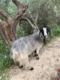 Capra maltese vecchia