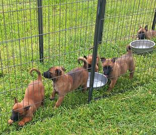 Pastore Belga malinois