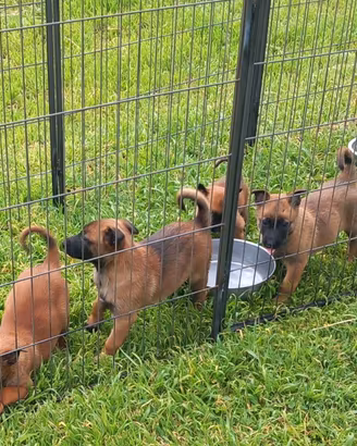 Pastore Belga malinois