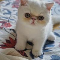 Gatto Persiano exotic