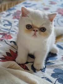 Gatto Persiano exotic