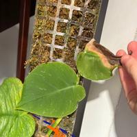 Talea di monstera dubia